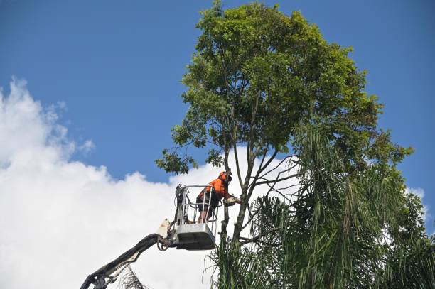 Leaf Removal in Stafford Courthouse, VA