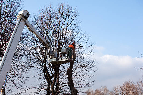 Professional Tree Removal Services in Stafford Courthouse, VA